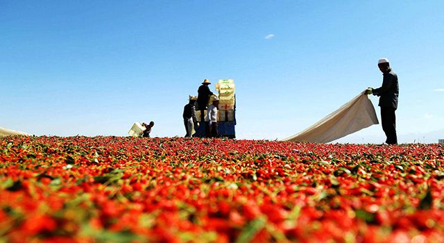 青海枸杞宣传片